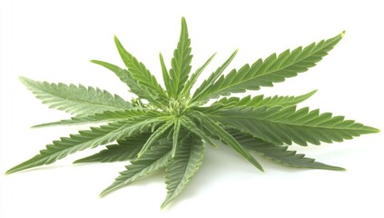 Fresh cannabis leaves.  Healthy, vibrant green plant parts, detailed close-up against a plain white background
