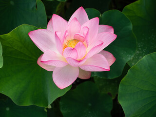 A pink lotus flower in full bloom, surrounded by green leaves