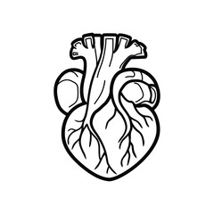 Fototapeta premium Human Heart Anatomy Illustration: Detailed Black-and-White Line Drawing for Medical and Educational Use