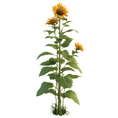 3D Outdoor Sunflower Plant with Tall Golden Yellow Isolated on Transparent Background