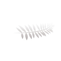 feather isolated on white