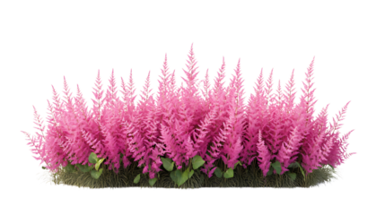 3D rendering Astilbe flower isolated on png
