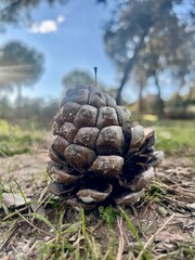 pine cone on the ground