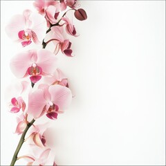 Delicate pink orchids cascade down a pristine white background