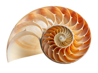 nautilus shell isolated on white
