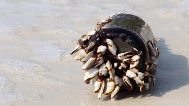 Colony of the pelagic gooseneck barnacle - Lepas anatifera, on the sea beach, close up