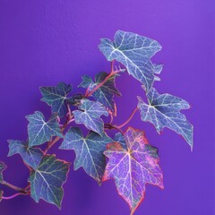 Purple ivy leaves contrasting with a vibrant purple background