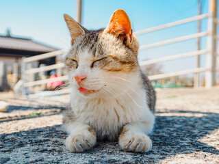 道の上でうとうとと眠そうにする猫　香川県の佐柳島