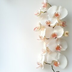 Elegant white orchid stem with pink accents on white background
