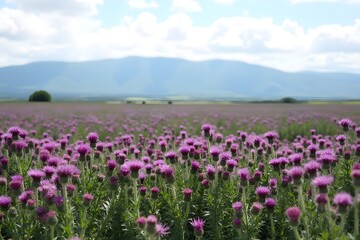 A dense thistle field stretching towards distant mountains, dotted with purple flowers. 
