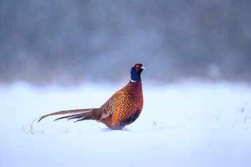 Ringneck Pheasant (Phasianus colchicus) male close up