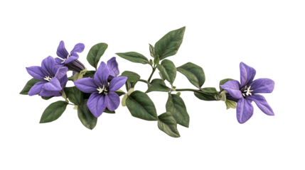 3D rendering Enchanters Nightshade flower isolated on png