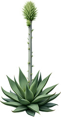 Fototapeta premium Agave Plant with Spikes, Transparent Background