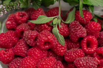close-up photo of ripe red raspberries and green sprigs of fresh mint. the benefits of natural vitamins. restoring the body in a delicious and natural way. raw food diet