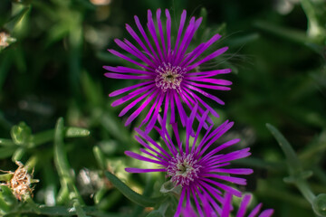 Fototapeta premium close-up, a perennial groundcover plant of delosperma. a plant for flower beds. vegetation in hot climates 