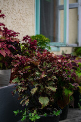 Obraz premium yard decoration with potted perennial plants. colorful coleus plants, plectranthuses in outdoor pots. vertical photo