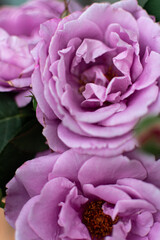 Obraz premium close-up of lilac roses on a green bush. a template for a greeting card. wallpaper for your monitor, screensaver for your phone. vertical photo