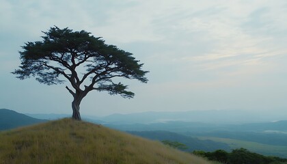 Solitary Tree on a Hill Overlooking a Serene Landscape at Dawn Creates a Tranquil Scene