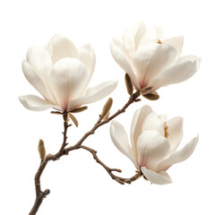 Fototapeta premium Close Up of Fragrant Magnolia Flowers Isolated on Transparent Background