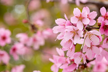 Fototapeta premium 満開の桜
