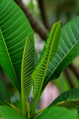 close up of green leaves