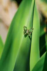 Ring on a green leaf
