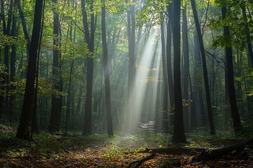 Obraz premium Sunlit forest canopy with lush green foliage and soft shadows on leaf-covered ground