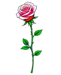 pink rose vector illustration