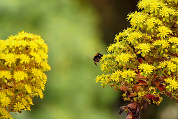 Bumblebee Approaching Aeonium Arboreum Flower Cluster