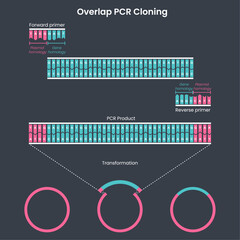 overlap pcr cloning 