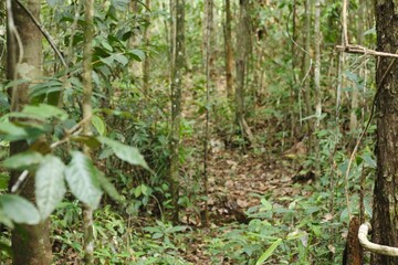 Deep of Meratus Mountain, Borneo Rainforest, Indonesia