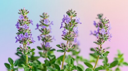 Four vibrant purple flowering thyme plants against a pastel background.