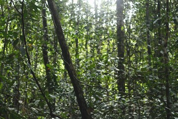 Deep of Meratus Mountain, Borneo Rainforest, Indonesia