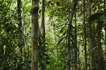 Deep of Meratus Mountain, Borneo Rainforest, Indonesia