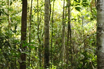 Deep of Meratus Mountain, Borneo Rainforest, Indonesia