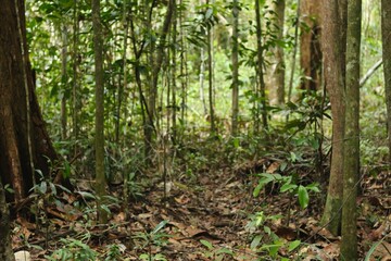 Deep of Meratus Mountain, Borneo Rainforest, Indonesia