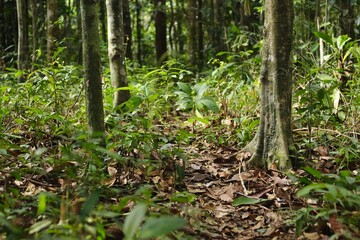 Fototapeta premium Deep of Meratus Mountain, Borneo Rainforest, Indonesia