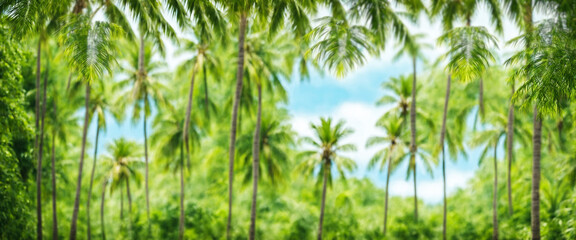 Fototapeta premium tropical palm trees, blurred jungle background, exotic vacation concept, paradise nature