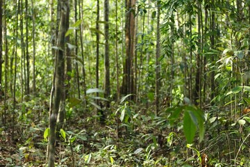 Obraz premium Deep of Meratus Mountain, Borneo Rainforest, Indonesia