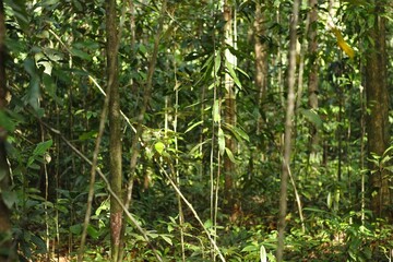 Deep of Meratus Mountain, Borneo Rainforest, Indonesia