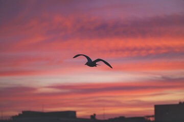 a silhouette of a seagull flying against a colorful sky during a sunset