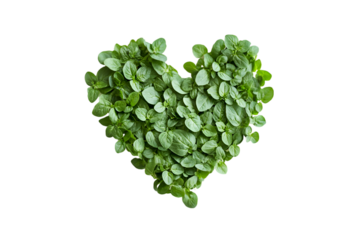Green oregano leaves arranged in a heart shape on black background