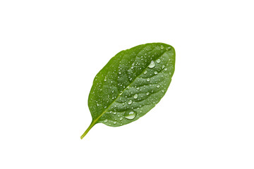Dewdrops on a Green Leaf Isolated on Black Background,