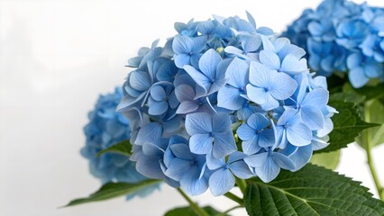 Bright Blue Hydrangea Cluster, Isolated on a White Background, representing grace and gratitude, Clean and Modern Flower Photography