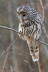 Ural owl hunting in the forest early in the morning