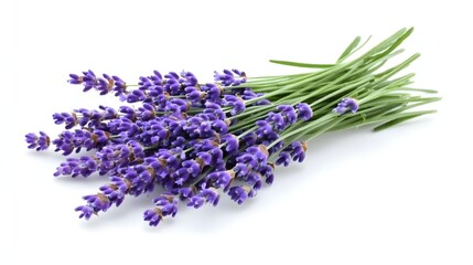 Freshly Harvested Lavender Flowers Bundle Displayed on White Background