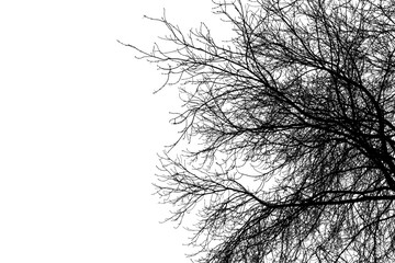 Black branches tree isolated on white sky. Dead tree without leaves. Black and white trees silhouettes. Abstract background. Bare branches trees in winter. Treetops pattern texture. Vector, EPS 10.