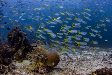 Yellowtail fusiliers, Raja Ampat