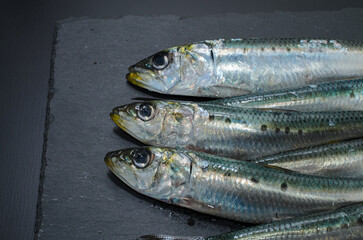 早春のマイワシ