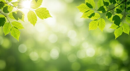 Fototapeta premium Bright leaves against a soft, out-of-focus, green backdrop